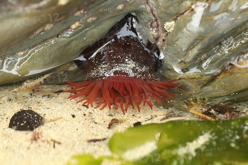 Beadlet anemones