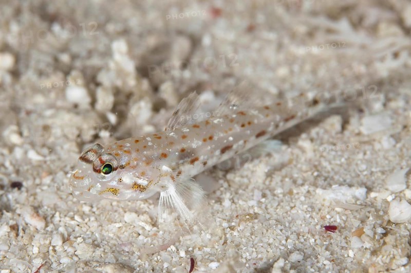 Pale sand gobi