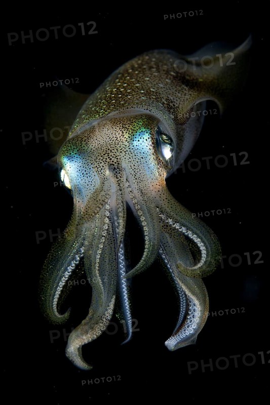 Bigfin reef squid