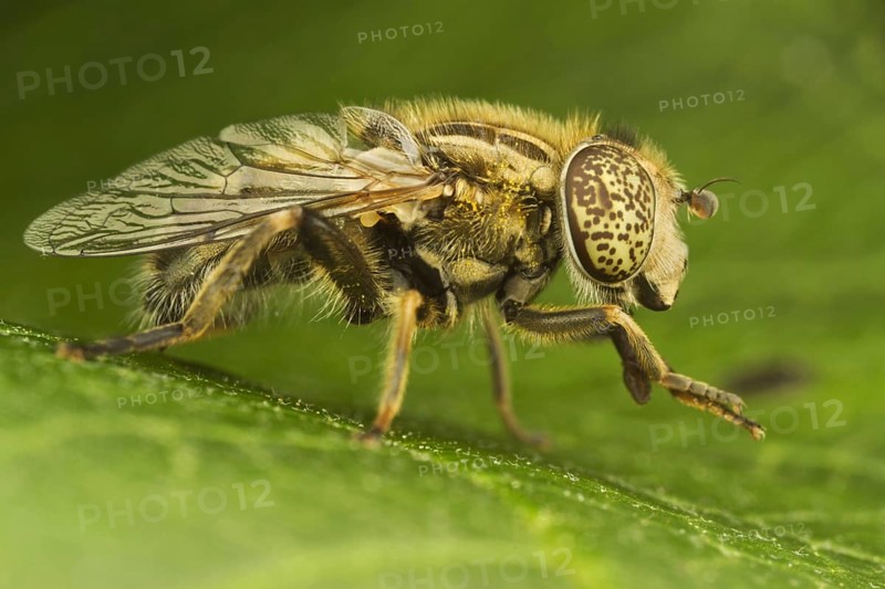Black Eye Spotted Hoverfly