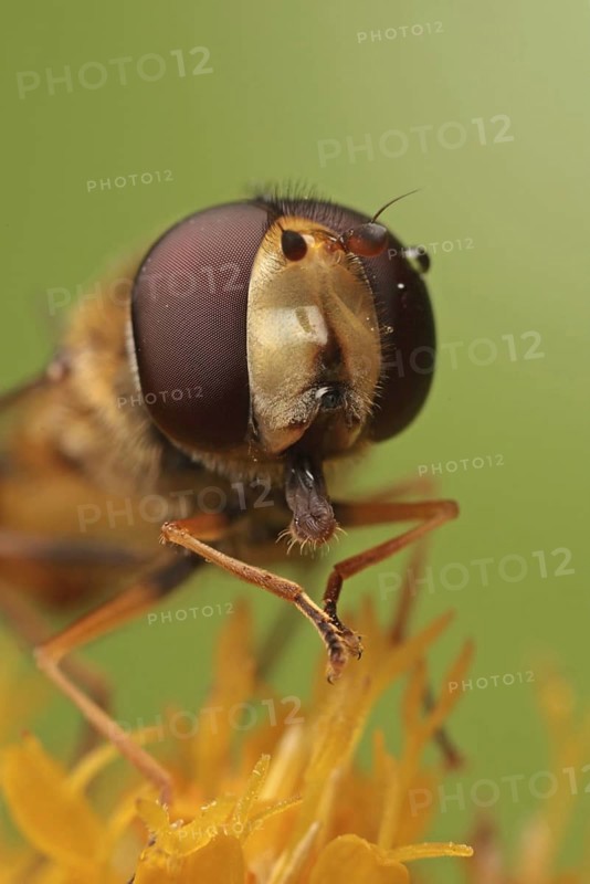 Grove hoverfly