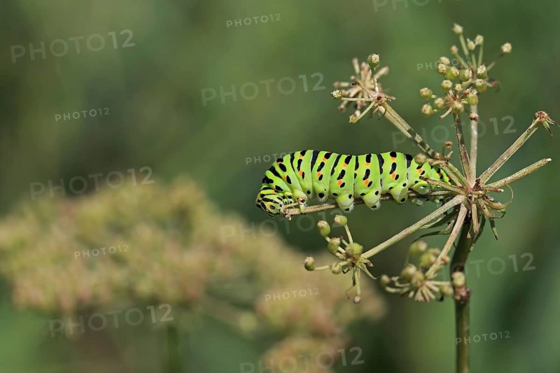 Swallowtail