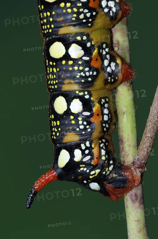 Celerio euphorbiae