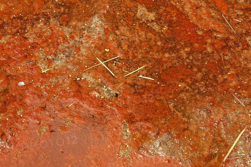 Red cyanobacteria