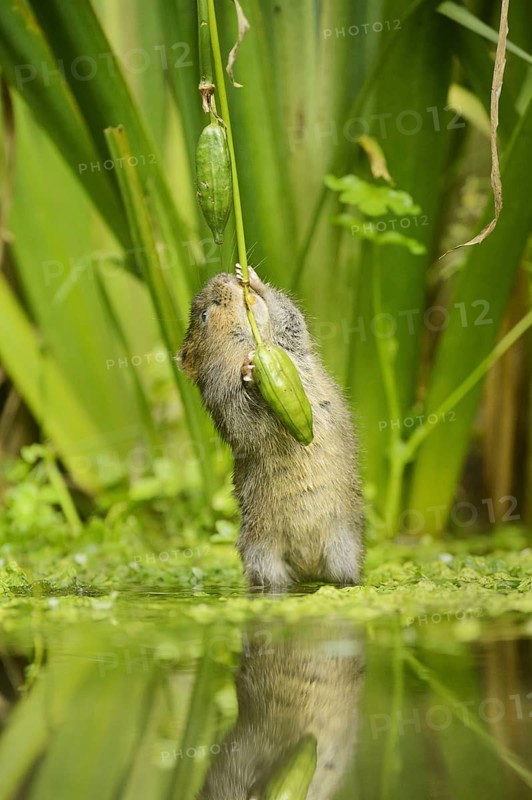 European water vole