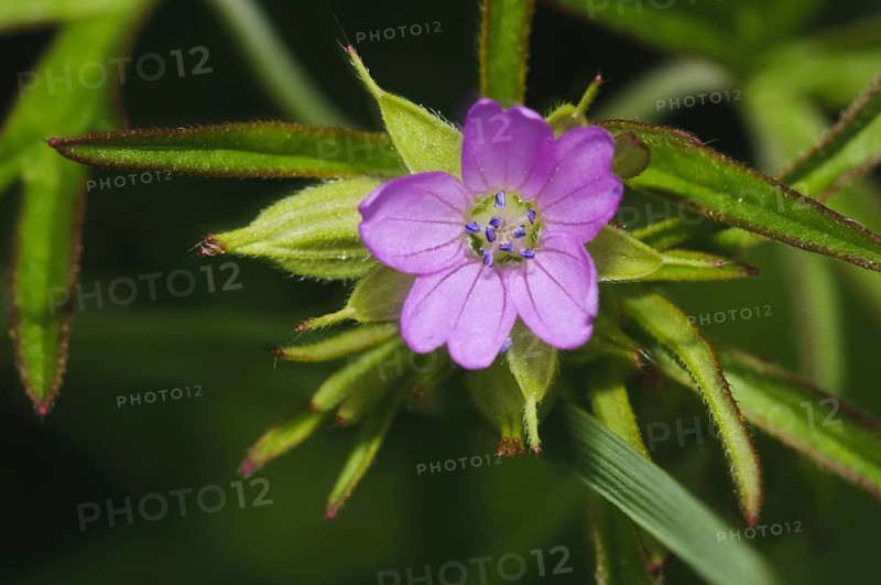 Cut-leaved crane's-bill