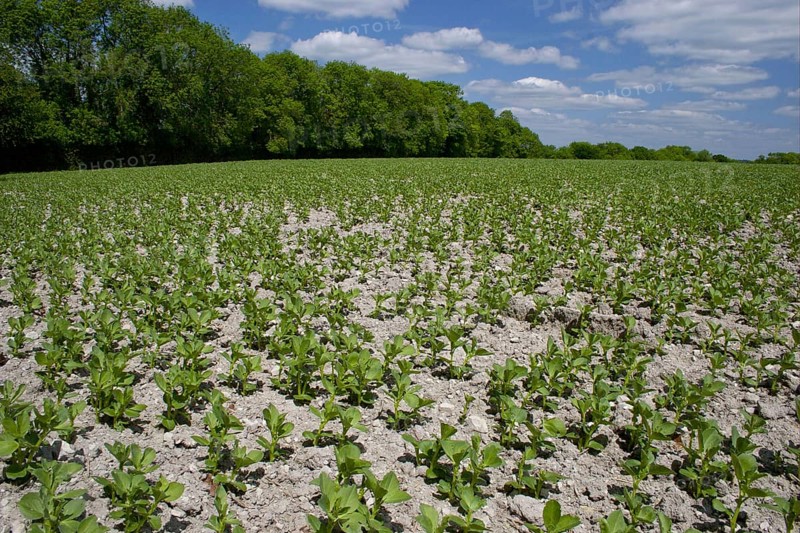 Field Bean