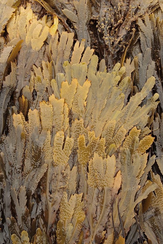 Saw kelp