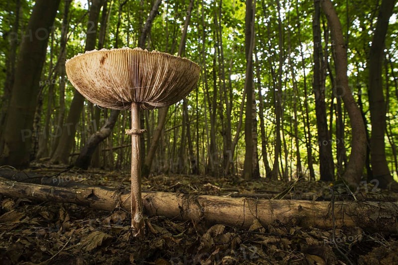 Slender Parasol