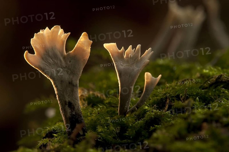 Candle-snuff Fungus