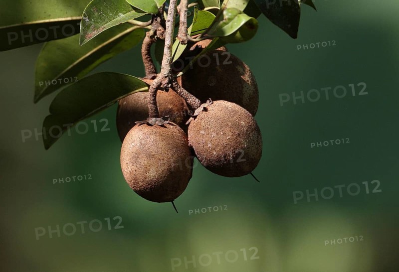 Sapodilla