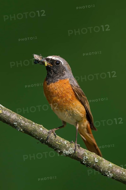 Common redstart