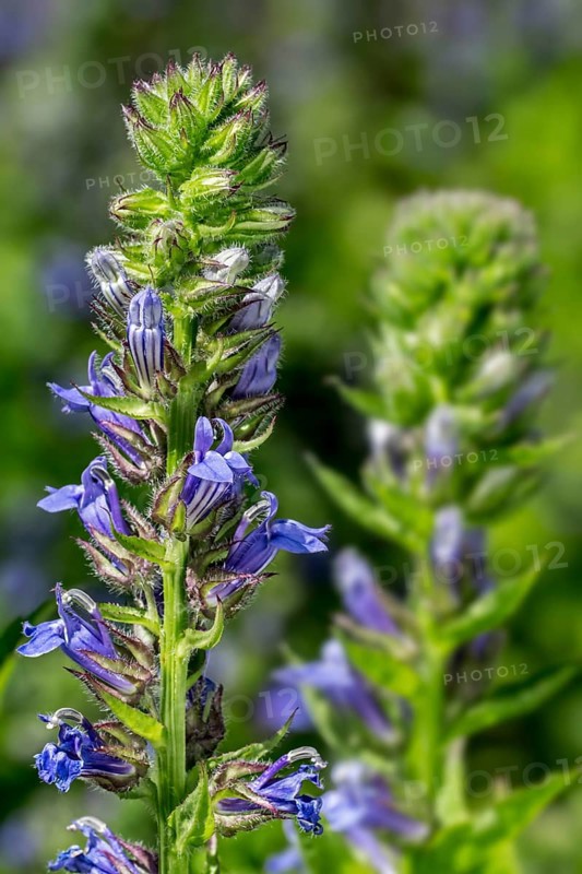 Big Blue Lobelia