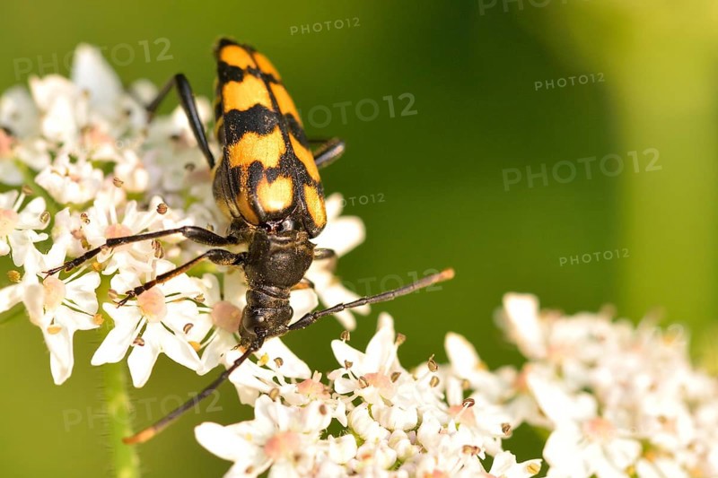 Four-banded long-hair beetle