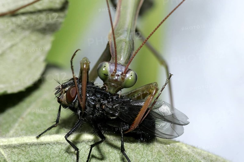 Praying mantis