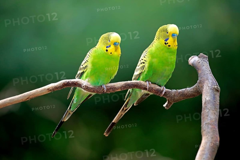 Budgerigar