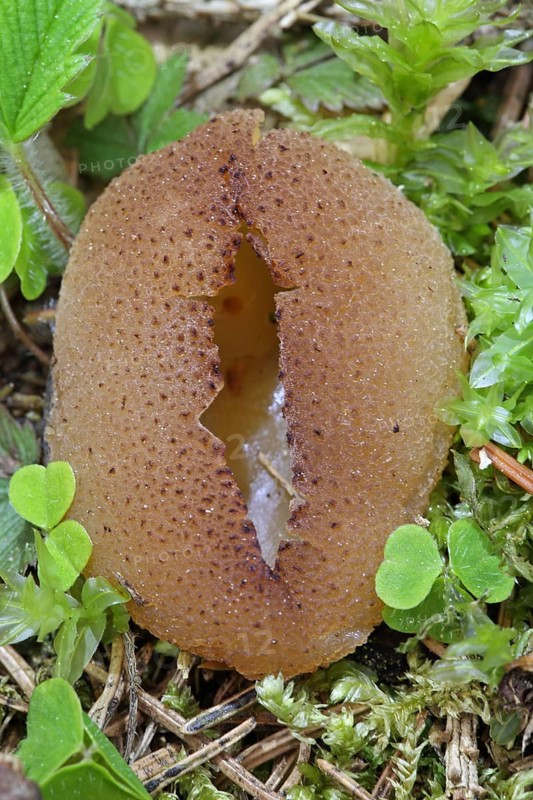 Common Morel Fritillary