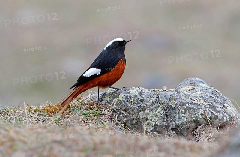 White-winged Redstart