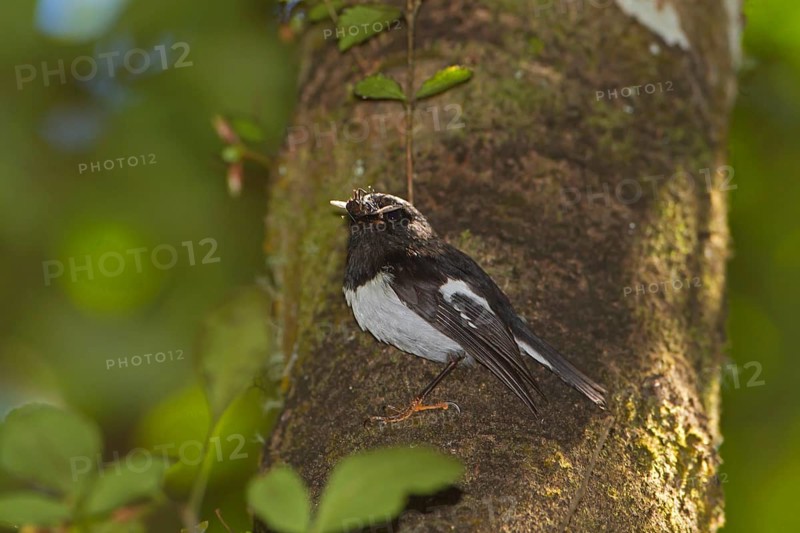 North Island Tomtit