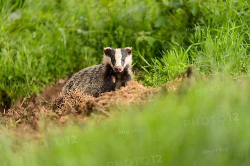 Eurasian Badger