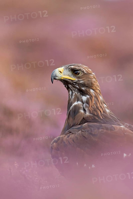 Golden eagle