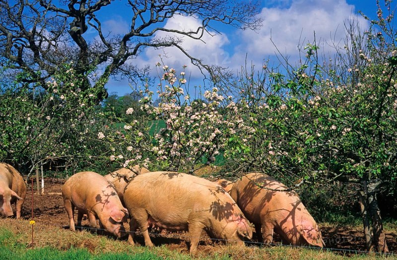 Domestic pig