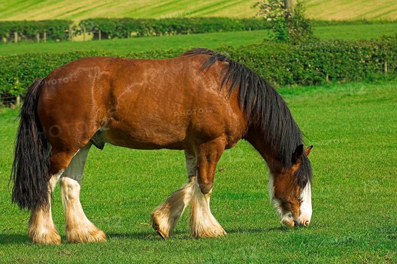 Clydesdale stallion