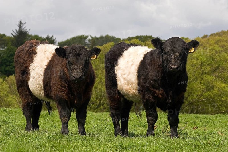 Domestic cattle