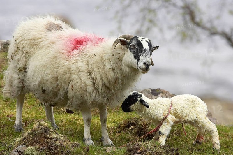 Domestic sheep