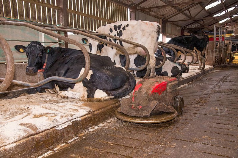 Dairy farming