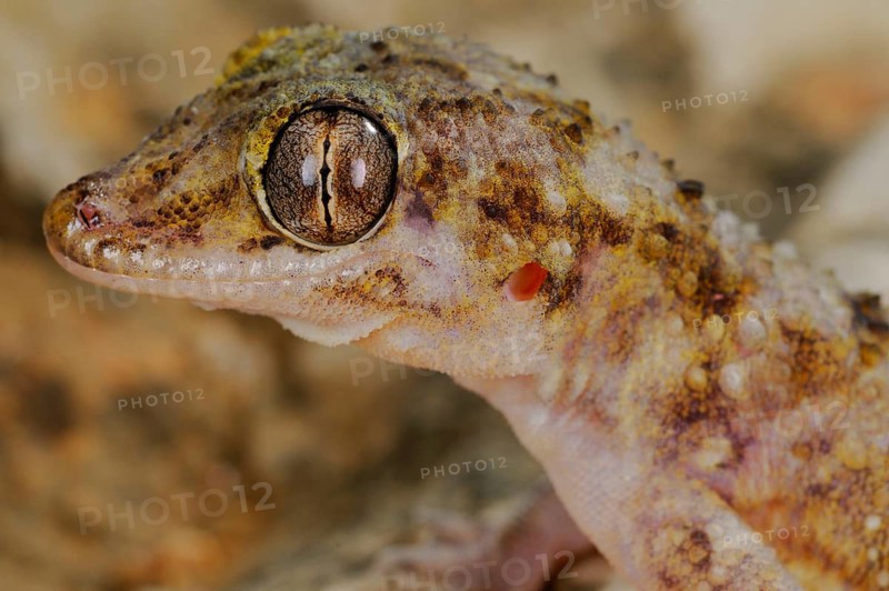 Half-fingered gecko