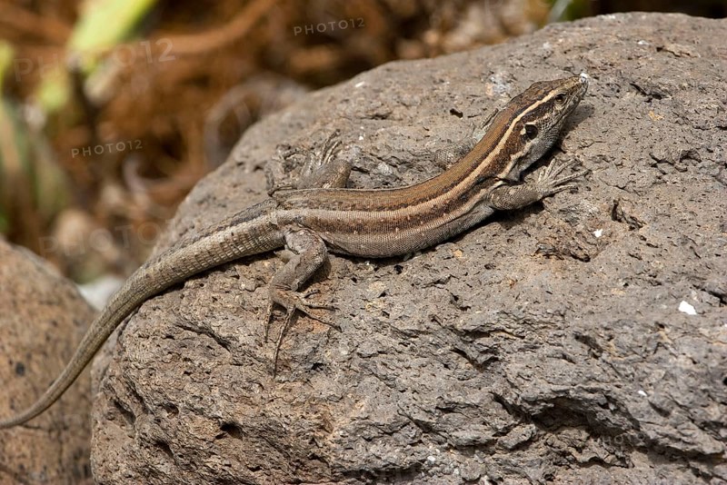 Small Canary Island Lizard