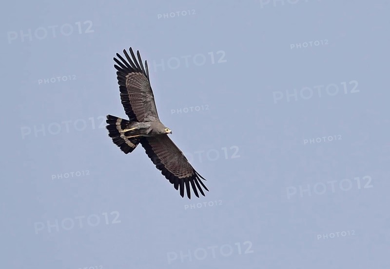 African Harrier-hawk