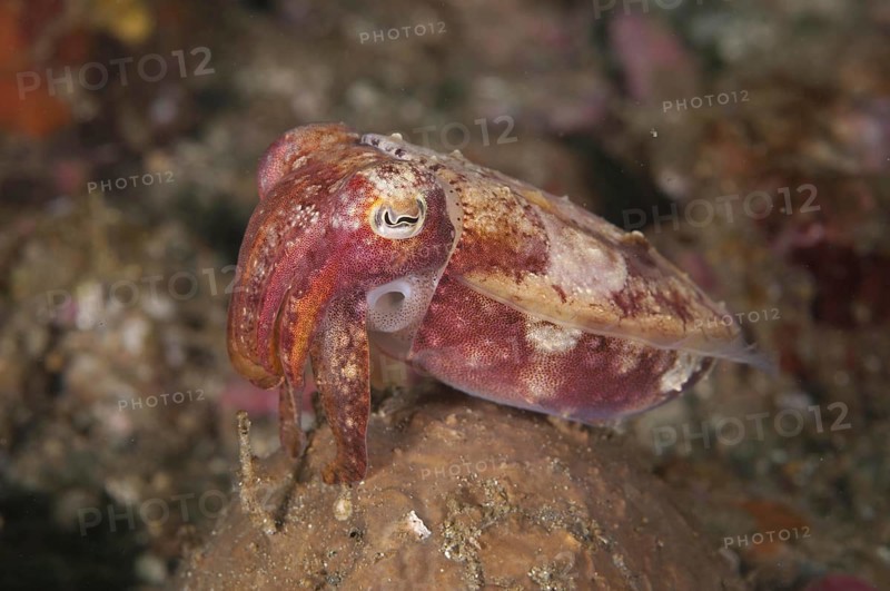Broadclub cuttlefish