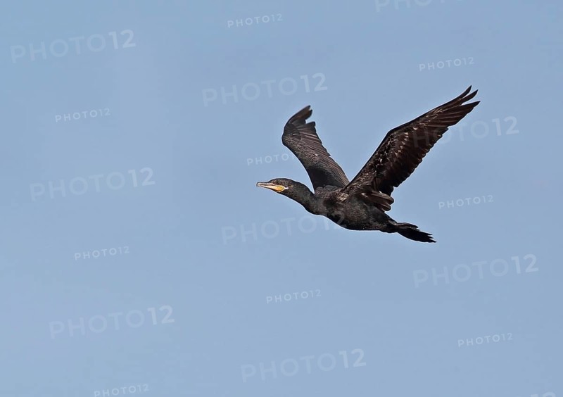 Neotropic Cormorant