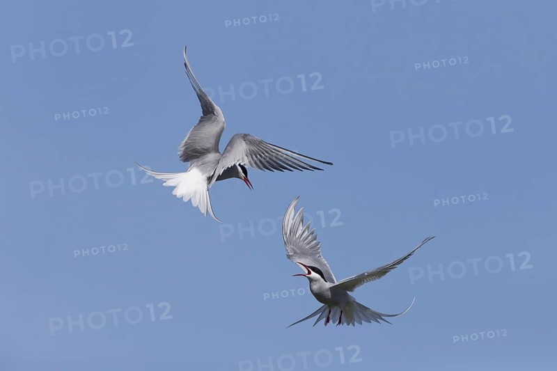 Arctic Tern