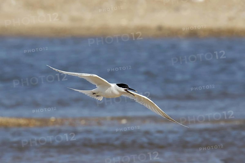 Sandwich Tern