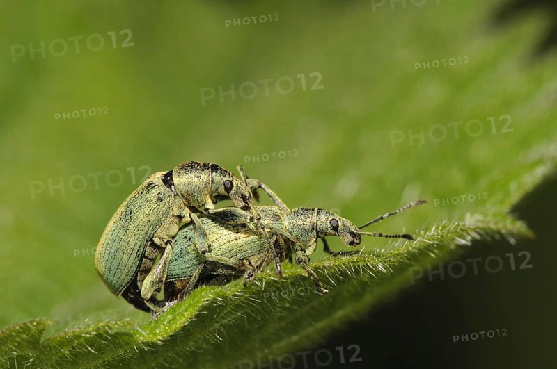 Nettle Weevil