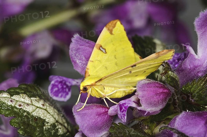 Yellow moth