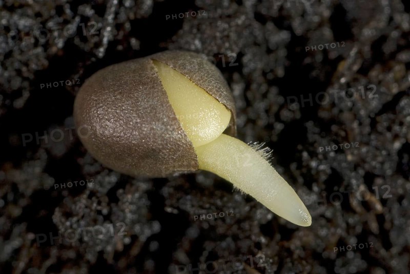 A germinating cabbage seed with root development with root hairs on the ground