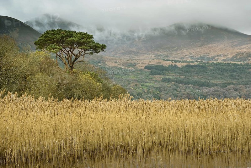 Common reed