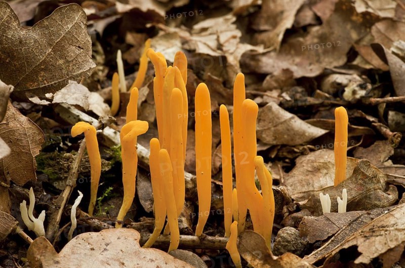 Yellow Club Fungus
