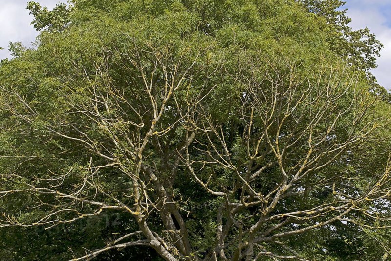 Common Ash