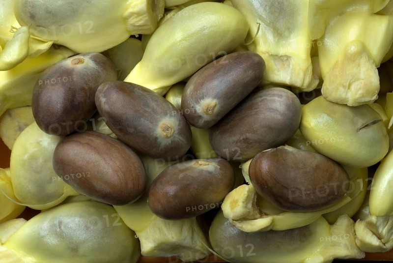 Chempedak