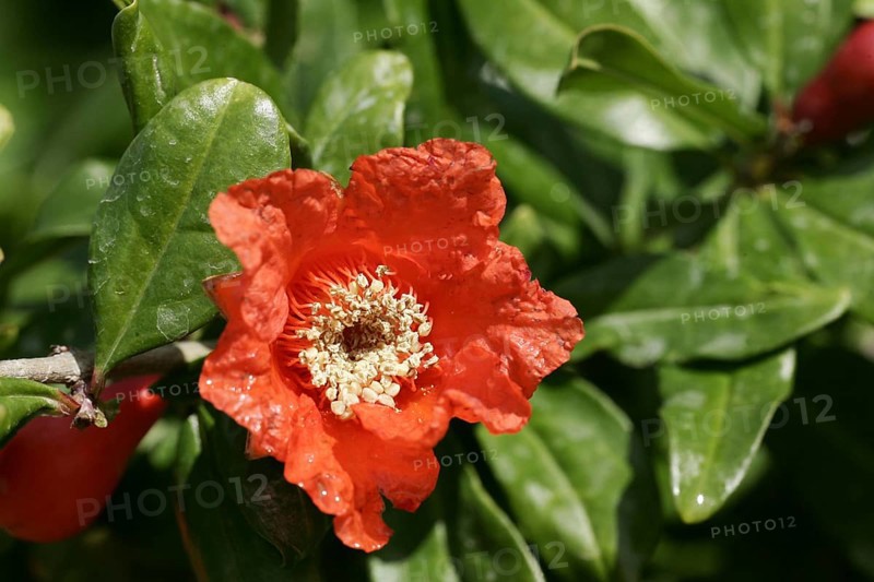 Pomegranate