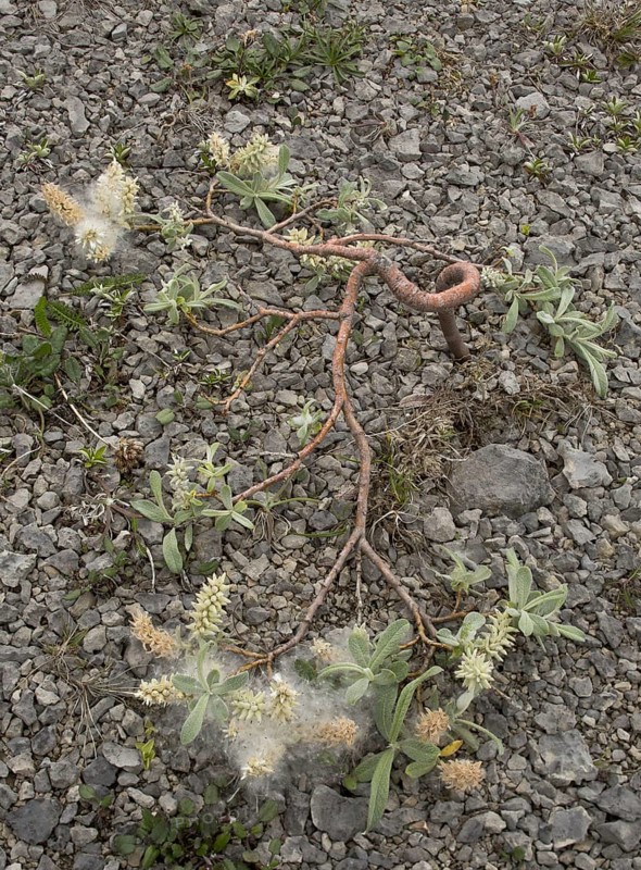 Sage-leaved willow