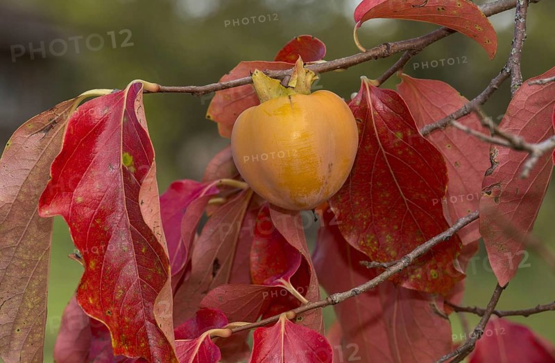 Japanese Persimmon