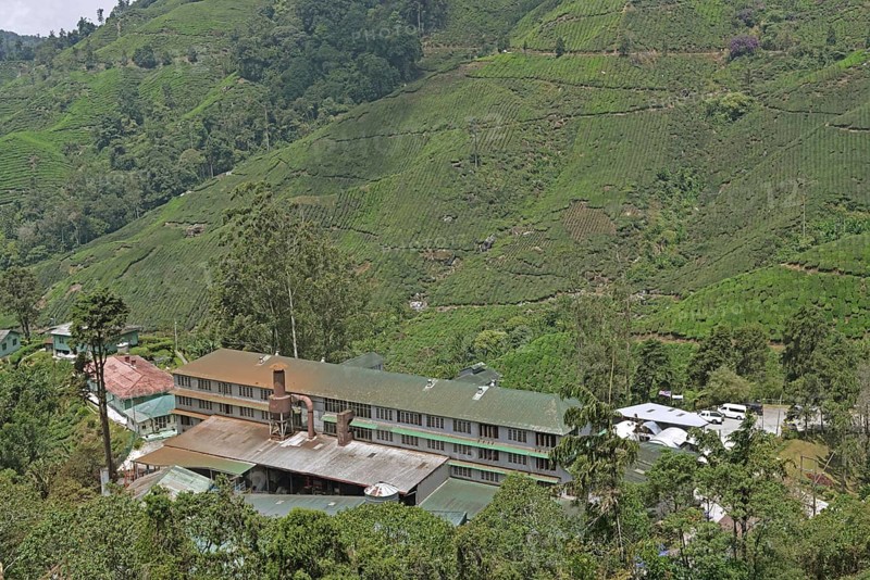 Tea Plantation