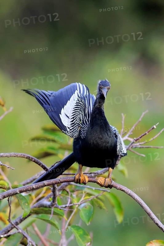 Anhinga