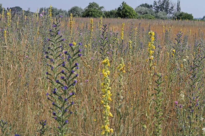 Common viper's bugloss